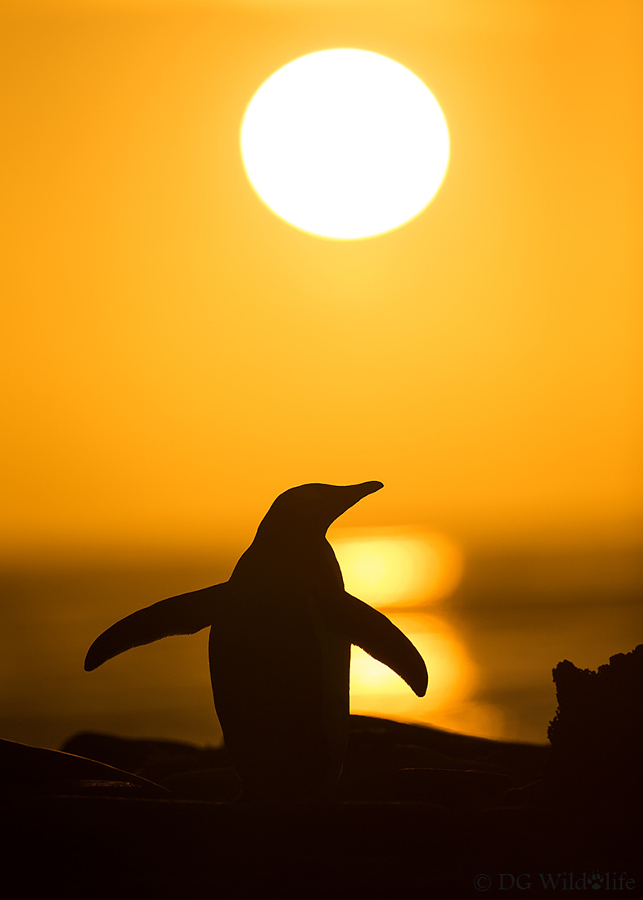 Penguin in the Sunset