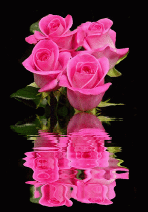  розовый Розы