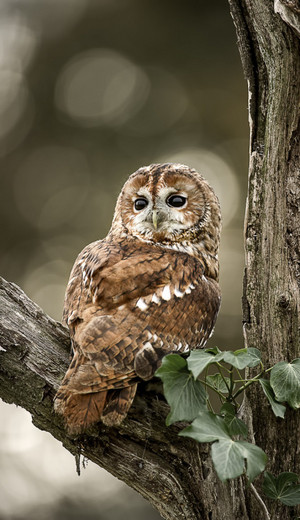  Pretty Owl