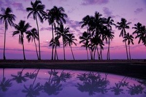  Purple Sunsets