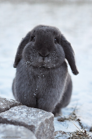  Rabbit in the Snow