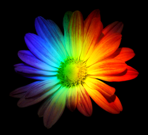  regenbogen Blumen