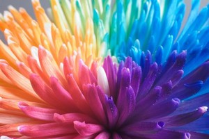  pelangi, rainbow Bunga