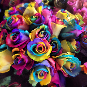 arco iris flores