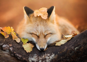  Red vos, fox in Autumn