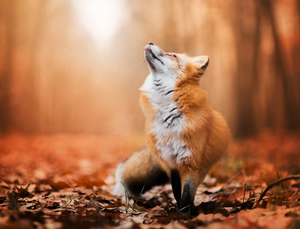  Red zorro, fox in Autumn