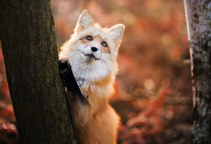  Red cáo, fox in Autumn