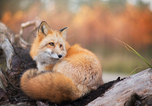  Red 狐狸 in Autumn
