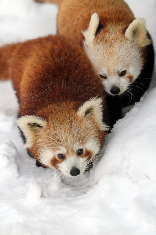 Red Pandas in the Snow