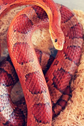 Red Snake