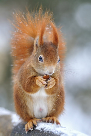  Red squirrel
