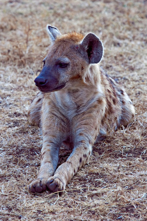  Relaxed Hyena