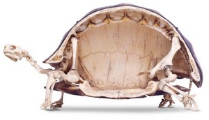  龟, 海龟 Skeleton