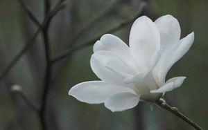  White モクレン, マグノリア 花