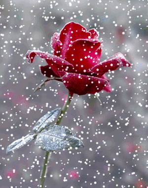  Winter Rose
