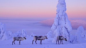  Winter in Finland - Talvi Suomessa
