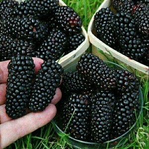  la mûre, blackberry
