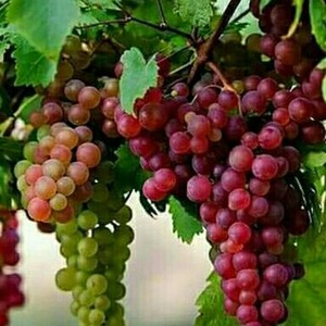 grape