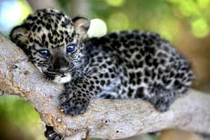 leopard cub baby animals 19832556  1 