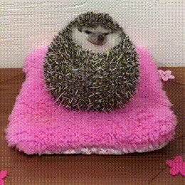  A Ball of Hedgy