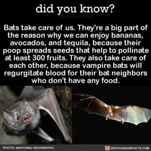  Bats take care of us