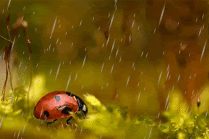  Beautiful ladybugs,Animated