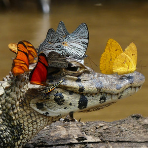 Caiman with papillons