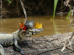  Caiman with papillons