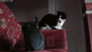  Cat and Bunny