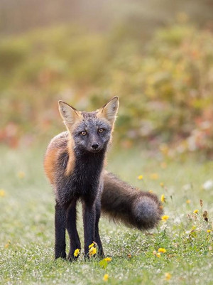  menyeberang, cross fox