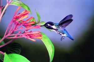  Cuban Bee colibrì
