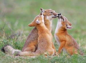  rubah, fox Cubs