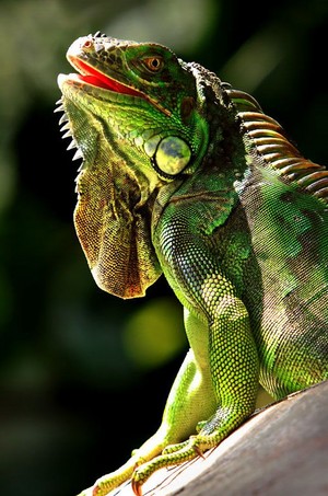  Green Iguana