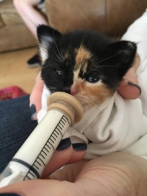 Kitten Being Fed द्वारा Syringe