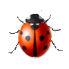  Ladybug,Animated