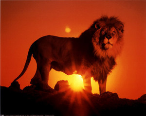 Lion over the sunset all about lions 31290618 400 318