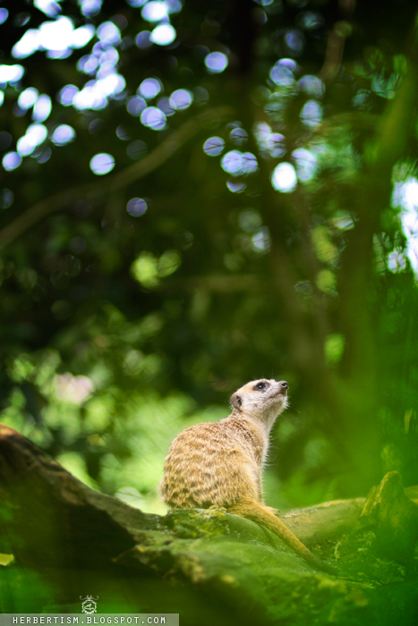 Peaceful Meerkat