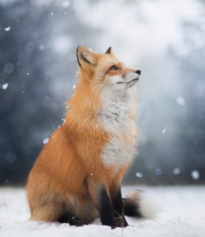  Snow rubah, fox
