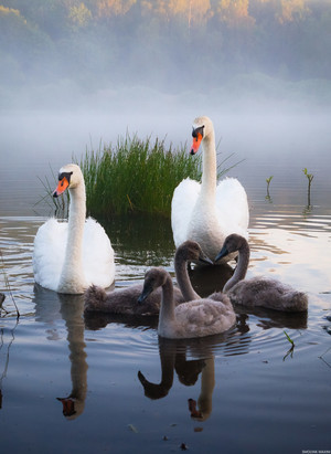  angsa, swan Family