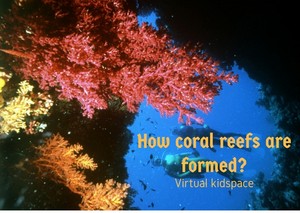  corals