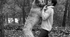  Alain and his anjing : A beautiful cinta story