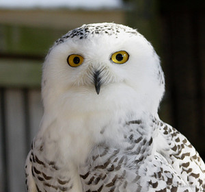 An owl that resembles Skipper