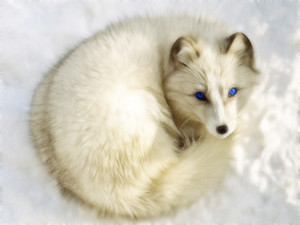  Arctic fox, mbweha