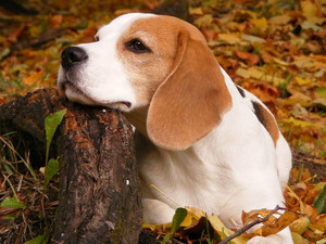 anjing pemburu, beagle