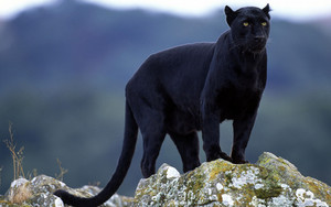  Black panther Tiere 13128434 1280 800