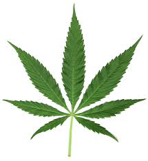  Cannabis