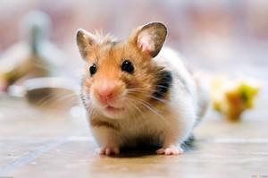 chuột đồng, hamster