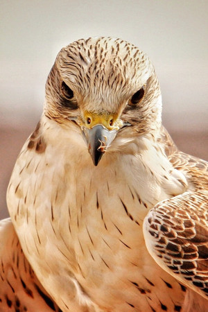  Hawk