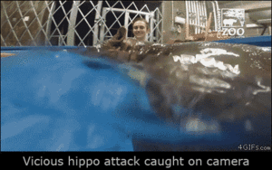  Hippo