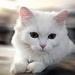 Cats Images | Icons, Wallpapers and Photos on Fanpop